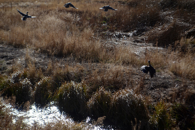 four ducks in wild panic