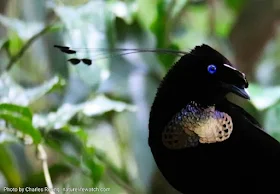 The ballerina bird - Western Parotia