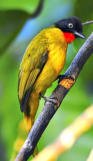 Kumpulan Foto Burung Kutilang Emas Jantan Burung Kicau 