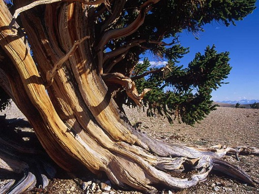 Bristlecone-Pine-Forest_www.wonders-world.com_05