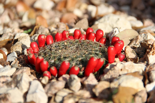 Mammillaria heyderi