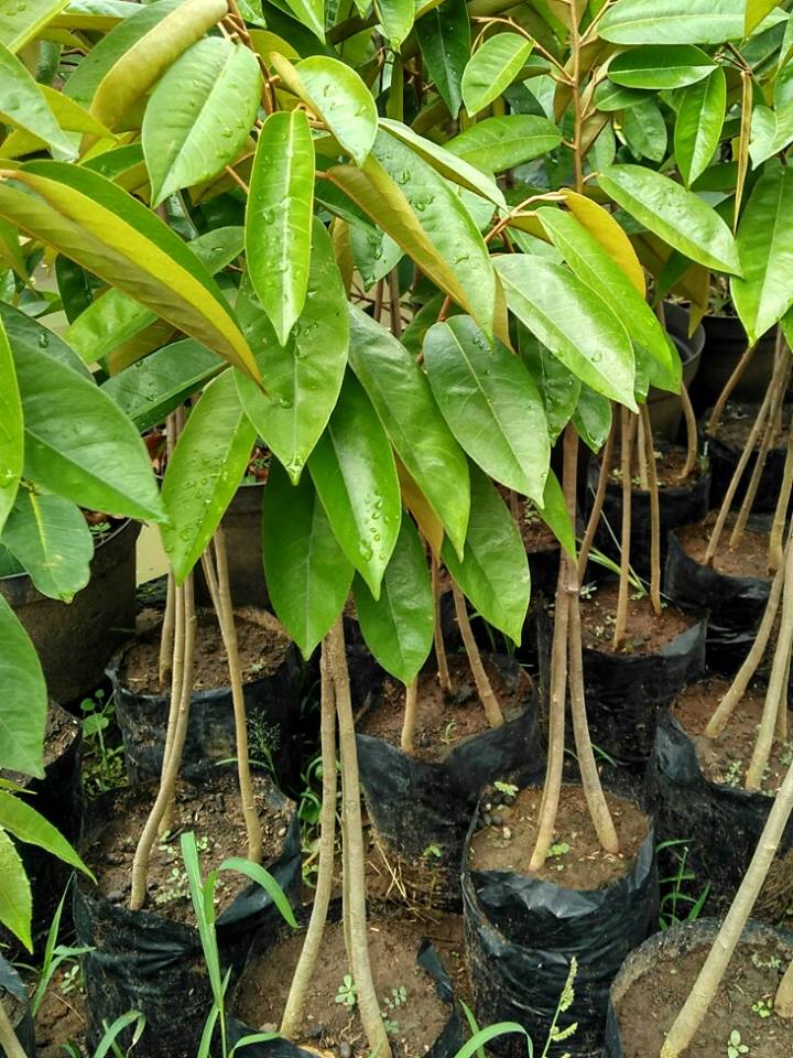 Cara menanam pohon durian  KEBUN HIJAU SEMI WONOSOBO