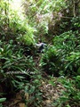 Teluk_Limau_trail_Bako_National_Park_56