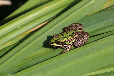 Bastaardkikker - - Pelophylax esculentus