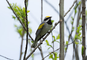 Golden-winged Warbler - Shumsky Road, Michigan, USA