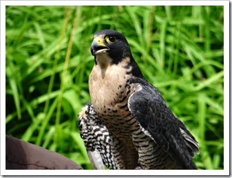 Falcon