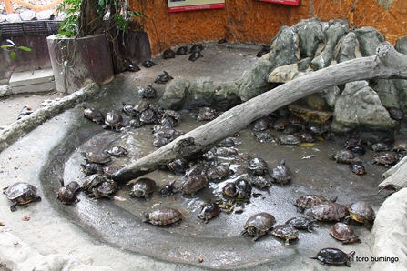 manila zoo 13
