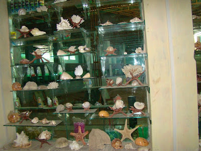 Sea Shells from around the world