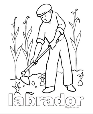 labrador 3 (1)