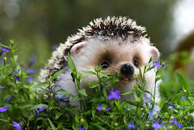 funny animals, baby hedgehog