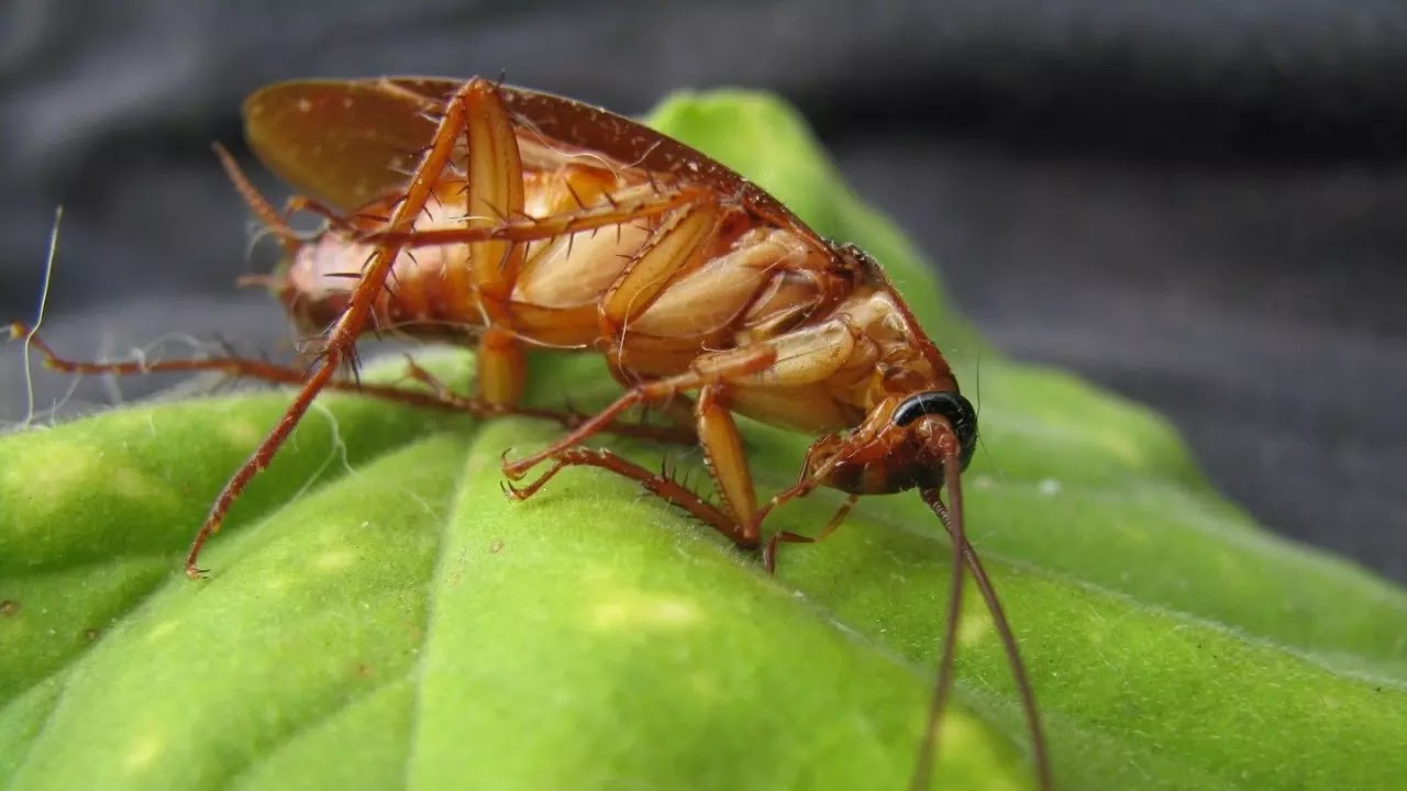 Pisar em uma barata pode ser perigoso