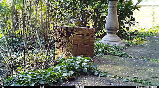 Browning Strike Force trail camera great tit