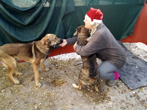 Greek rescue stray dog