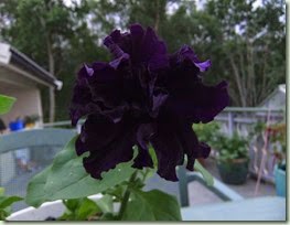 Petunia grandiflora `Polka`