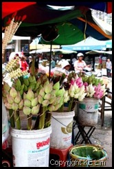 Lotus flowers_com