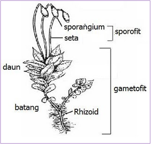 Zone Makalah Tumbuhan lumut Bryophyta 