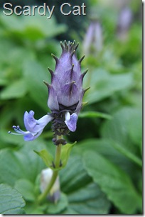 Coleus Canina flower