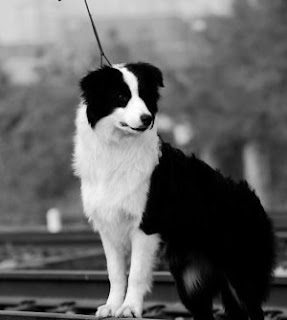 border collie information pictures