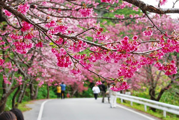 20 Gambar Bunga Sakura Di Jepang