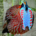 The Temminck's Tragopan 