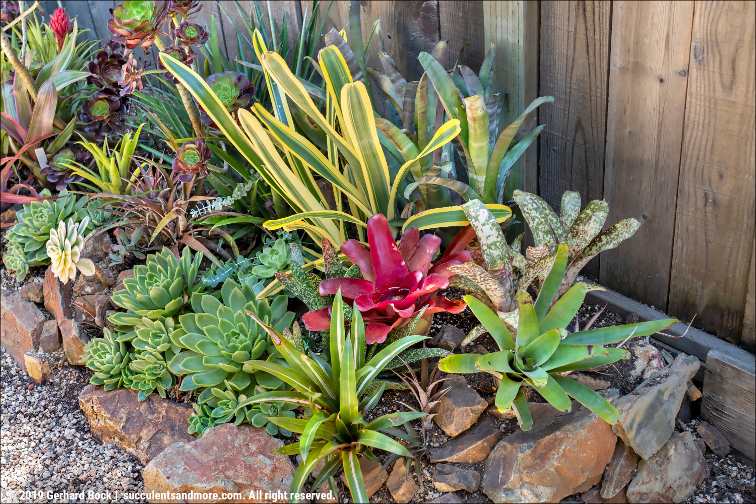Image of Cycads companion plants for bromeliad