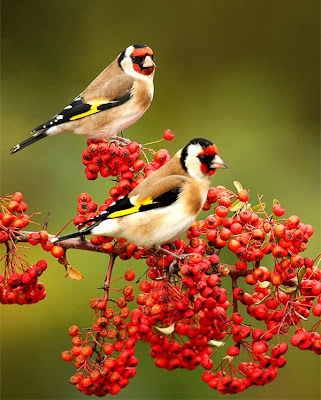 the Birds Splash of Colors