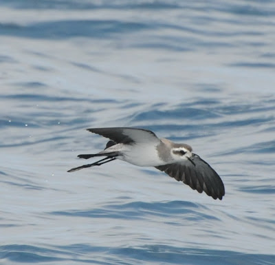 White-faced Storm Petrel (Pelagodroma marina)