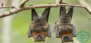 لماذا ينام الخفاش بالمقلوب