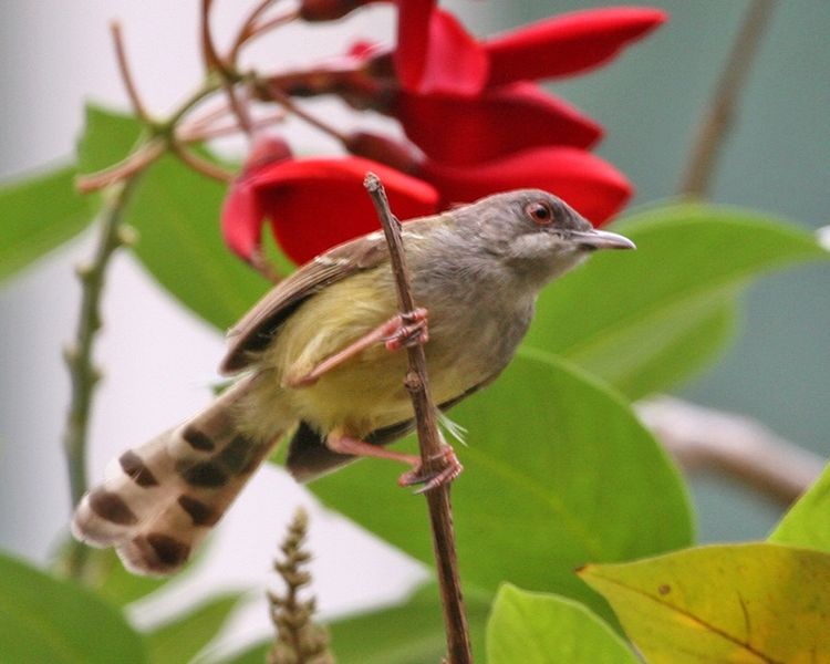 Cara Melihat Ciri Burung Ciblek Kristal - Bar-winged Prinia