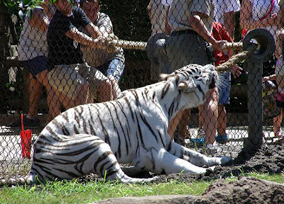 Tarik Tambang dengan Harimau