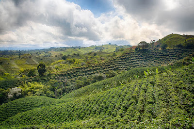 coffee is grown in mountainous terrain on contour