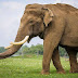 Indian Elephant: भारत का विशाल और बुद्धिमान प्राणी