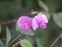 Photo of perennial sweet pea blossom, in pink.