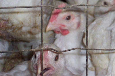 Litter yang baik untuk ternak ayam  broiler  Peternakan