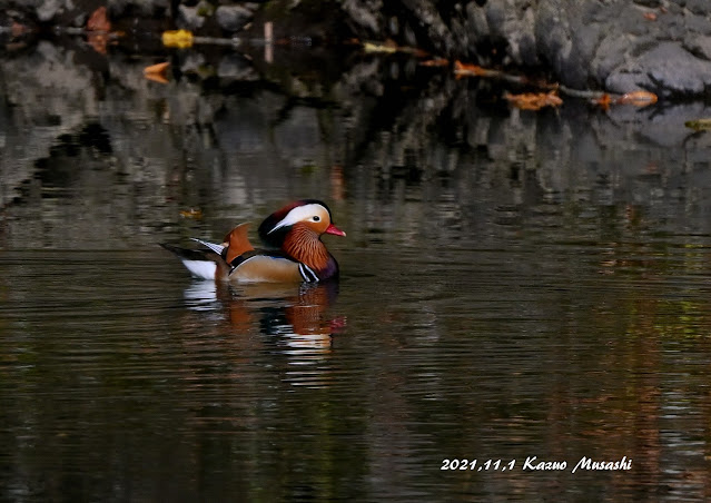 宮城の野鳥