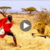 Maasai Men Stealing Lion's Food Without a Fight