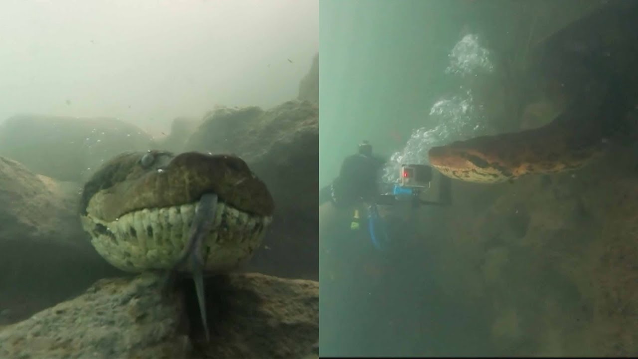 Shocking Video Shows Diver Coming Face-To-Face With Giant Seven-Meter-Long Anaconda