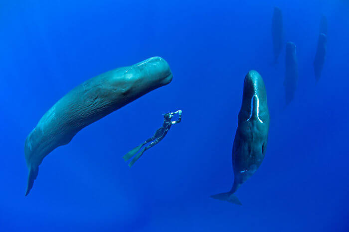 Amazingly Rare Pictures And Video Of Sperm Whales Sleeping