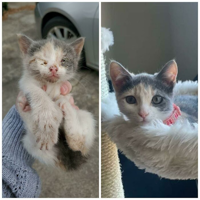 foto kucing sebelum dan sesudah rescue