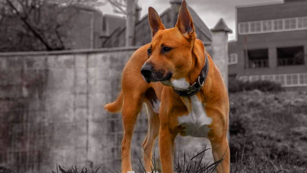 Pitbull Malinois