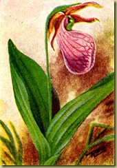 pink-flowers-6