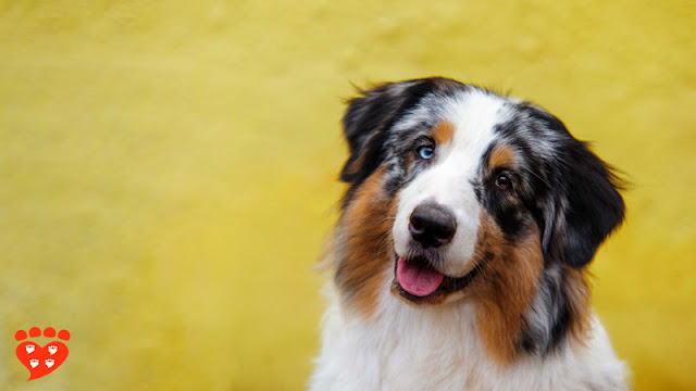 All about dogs, from picking a puppy to enrichment and dog training. Photo shows a happy Australian Shepherd