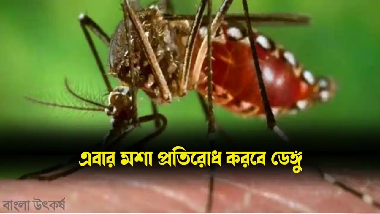 মশা এবার রুখবে ডেঙ্গু। জেনেনিন বিস্তারিত