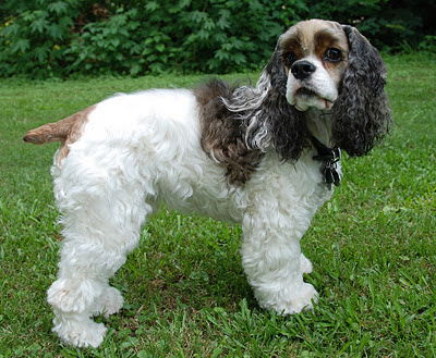 American Cocker Spaniel Dog