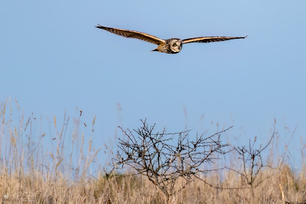 Short-eared owl