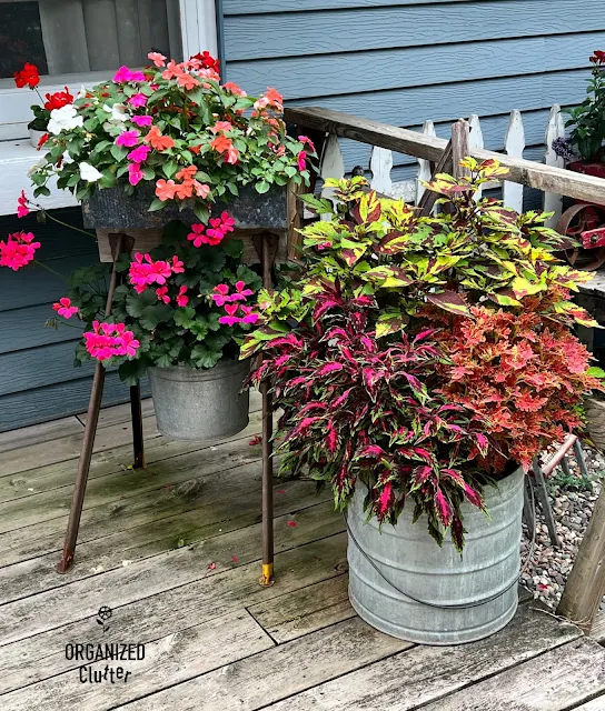 Photos of container garden at planting time & in July.