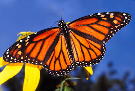 Monarch Butterfly