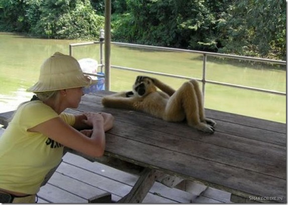 funny animal pictures. funny animal