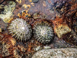 Photo of two limpets clinging to a rock