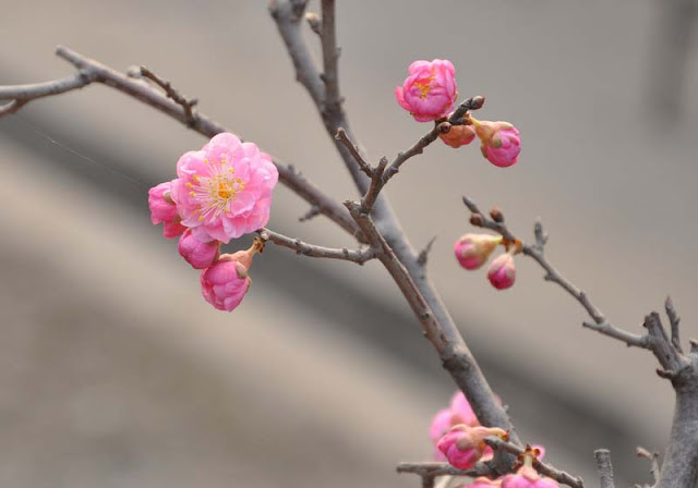 Plum Flowers